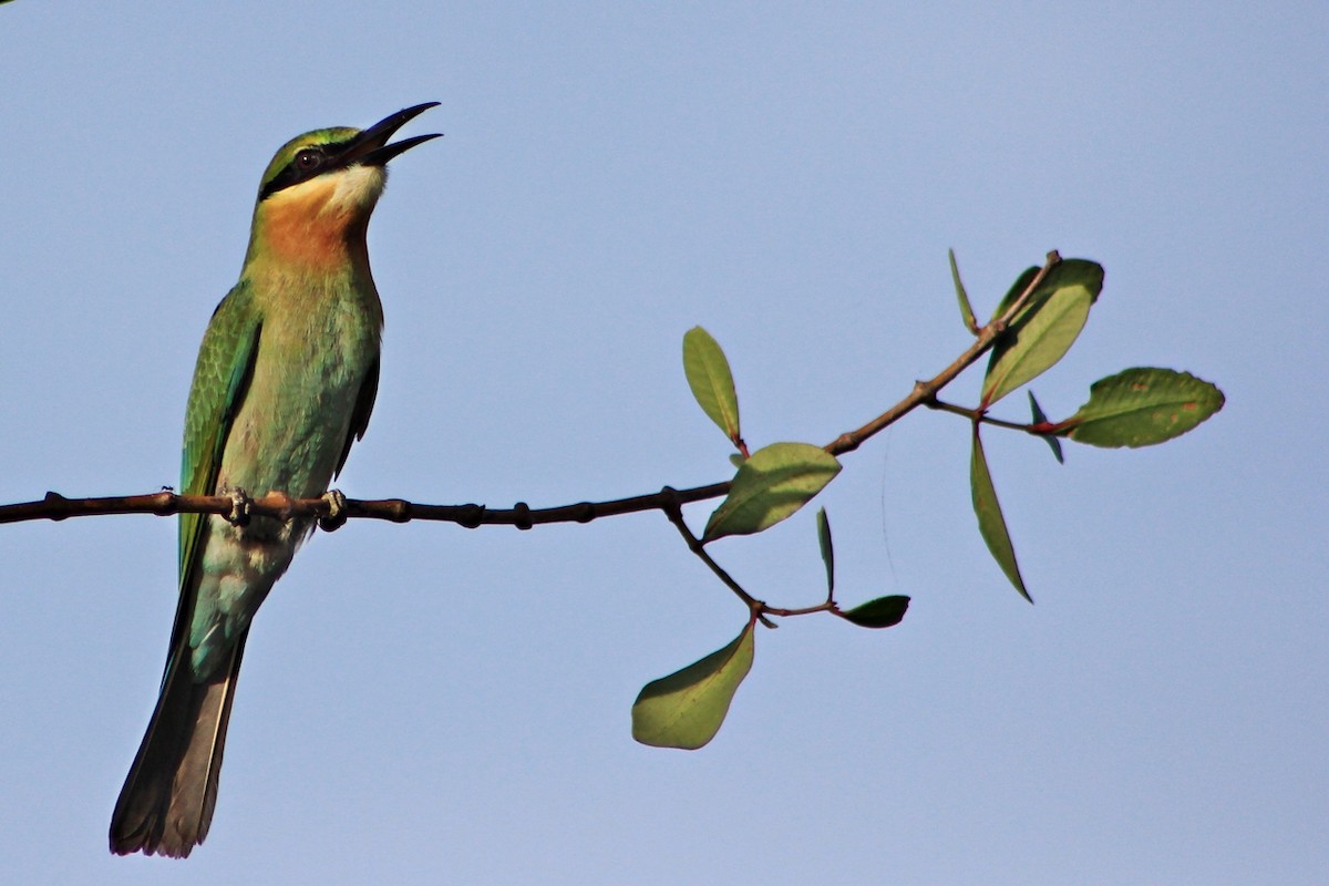Blue-tailed Bee-eater - ML204742161