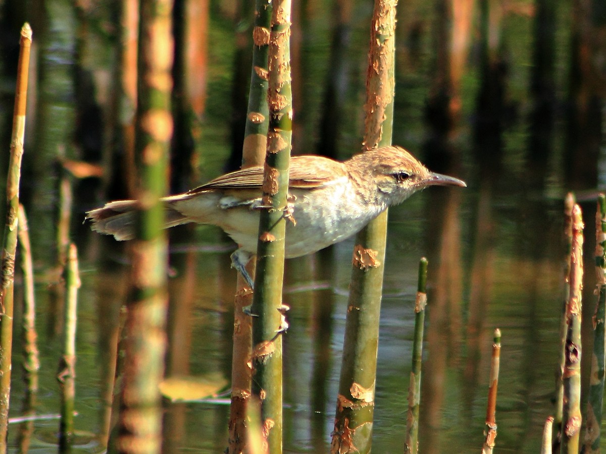 Clamorous Reed Warbler (Brown) - ML204742171