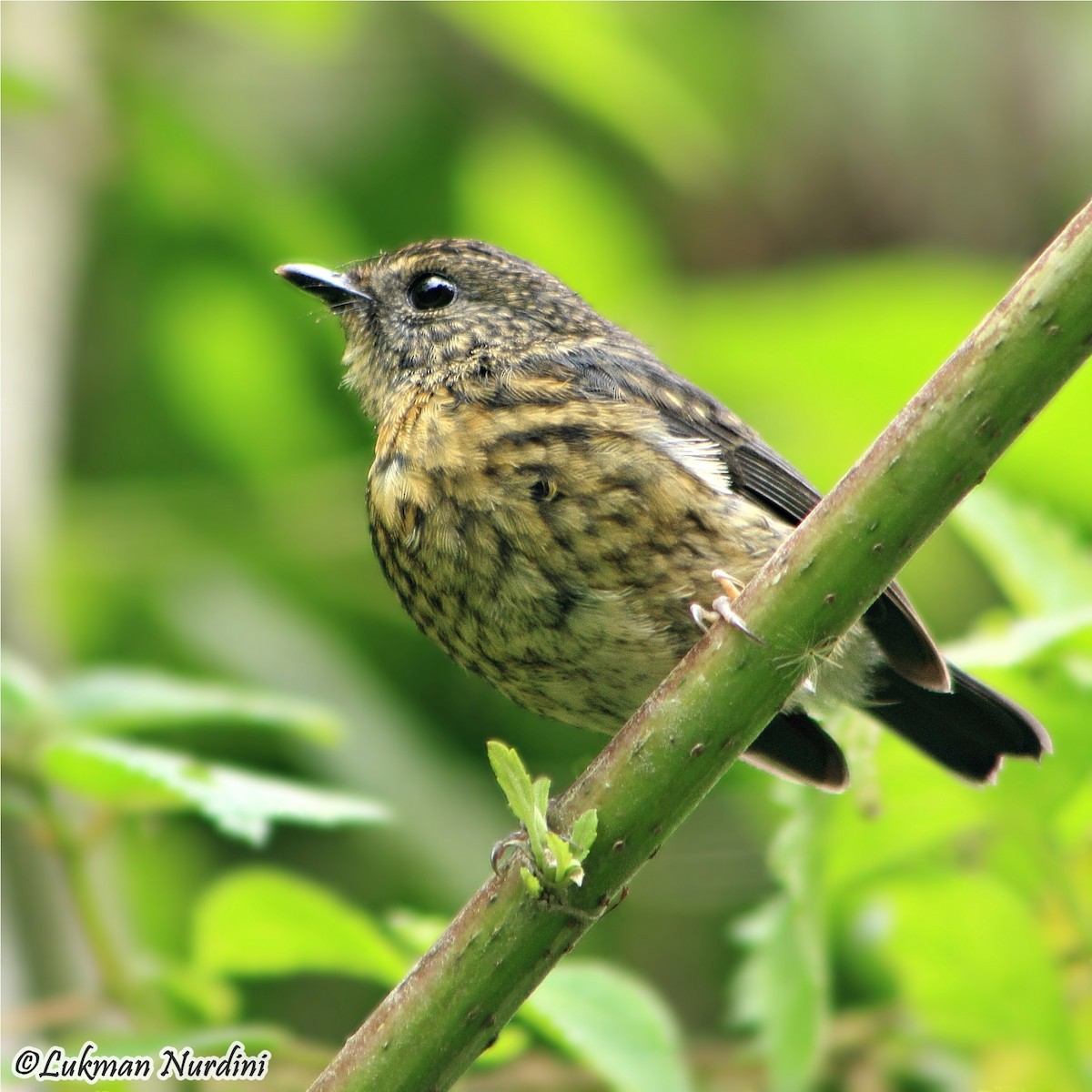 Snowy-browed Flycatcher - ML204742181