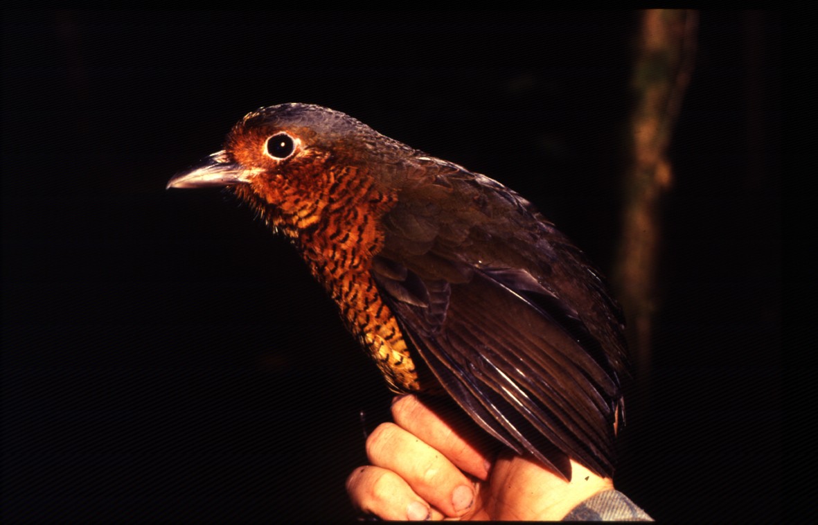 Giant Antpitta - ML204742221