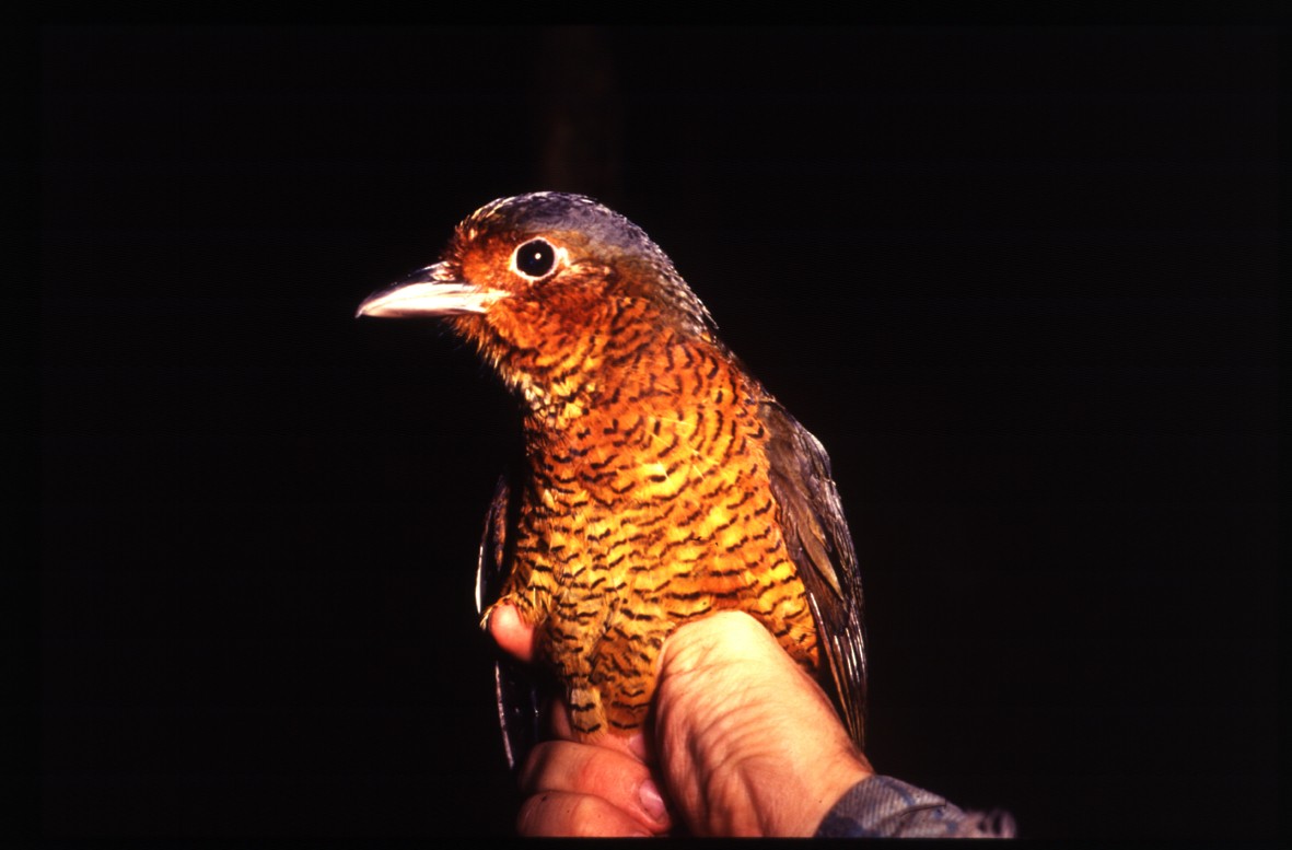 Giant Antpitta - ML204742231