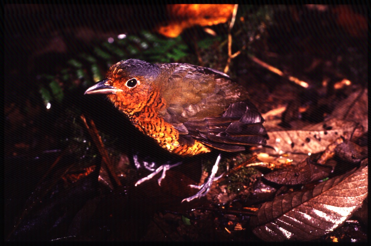 Giant Antpitta - ML204742241