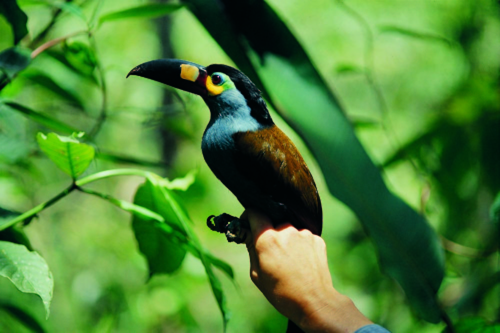 Plate-billed Mountain-Toucan - ML204742251