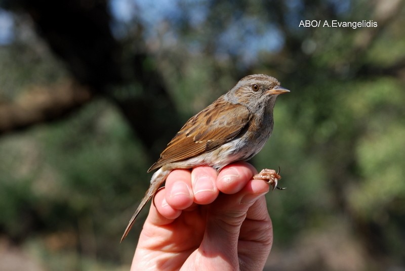 Dunnock - ML204742261