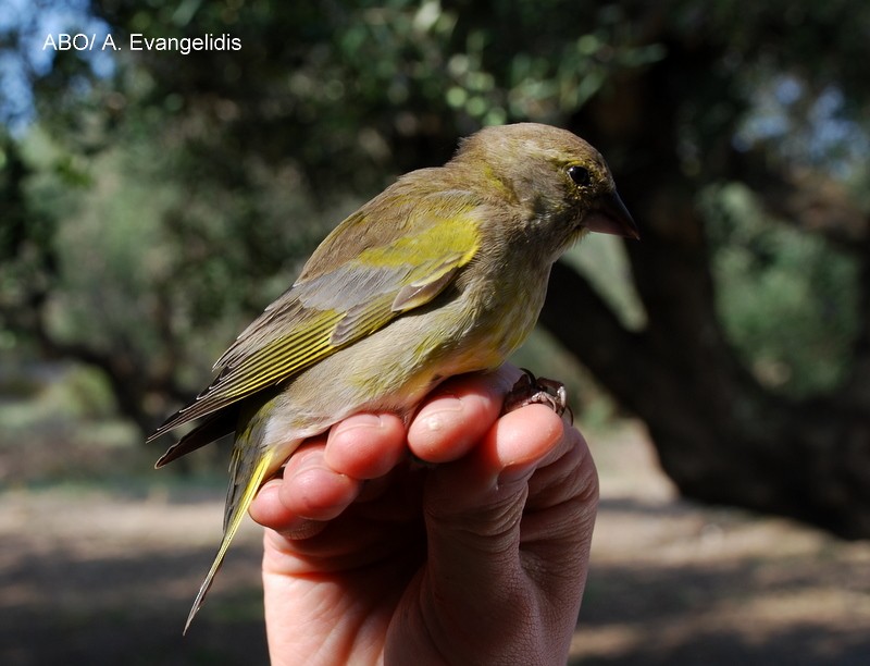 European Greenfinch - ML204742281