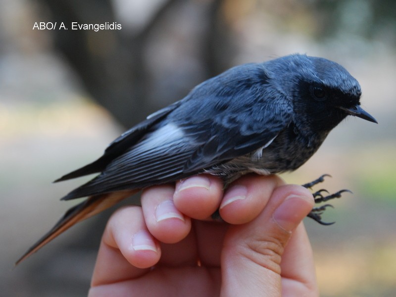 赭紅尾鴝(gibraltariensis/aterrimus) - ML204742301