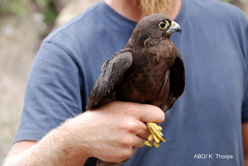 Eleonora's Falcon - ML204742321