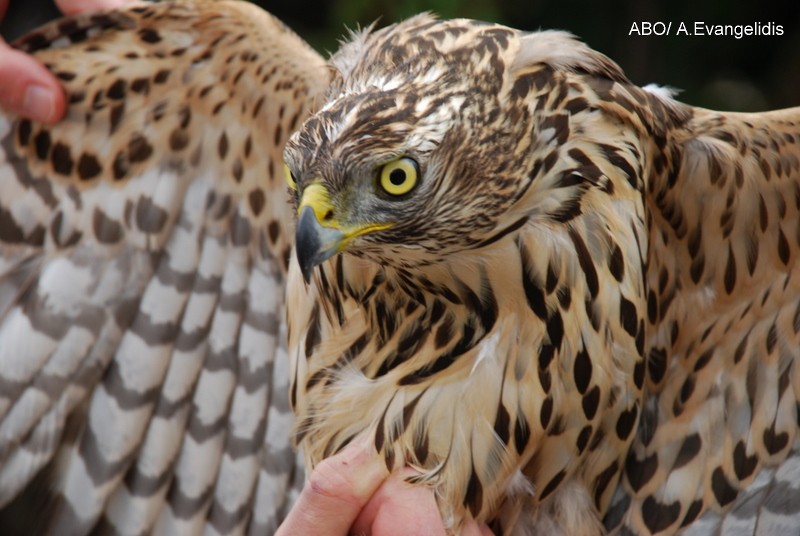 蒼鷹 - ML204742331