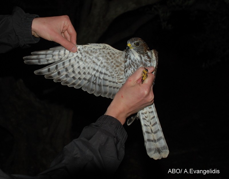 Levant Sparrowhawk - ML204742341