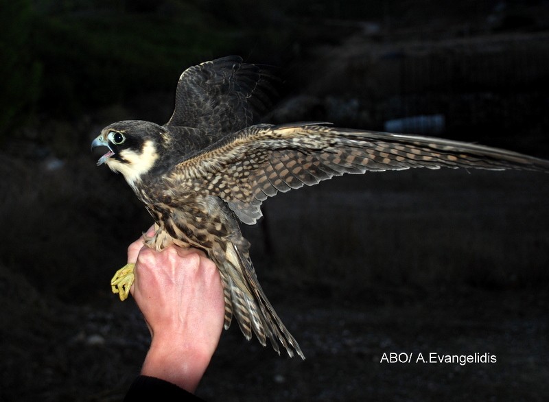 燕隼 - ML204742351