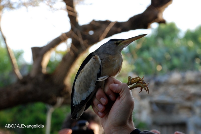 Little Bittern - ML204742361