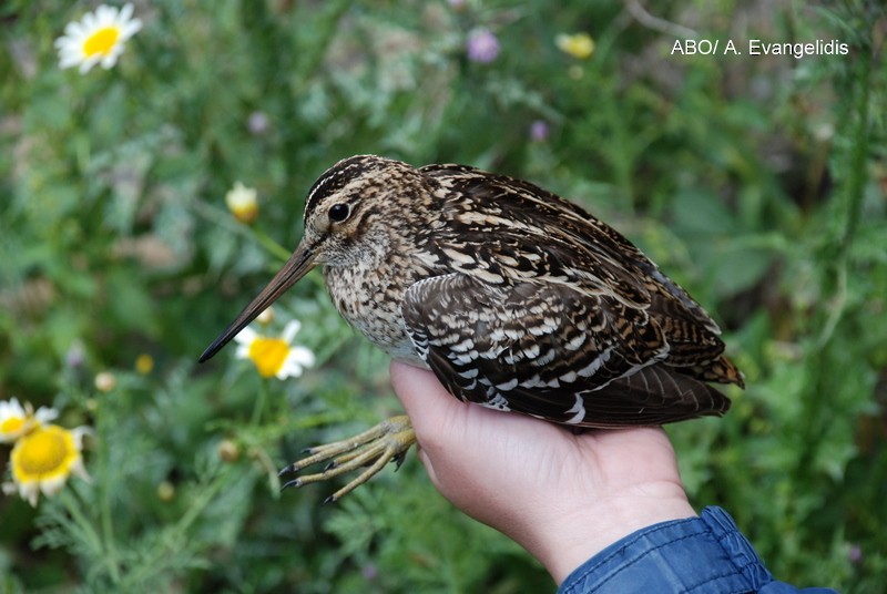 Great Snipe - ML204742371