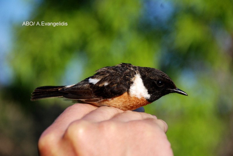 European Stonechat - ML204742381