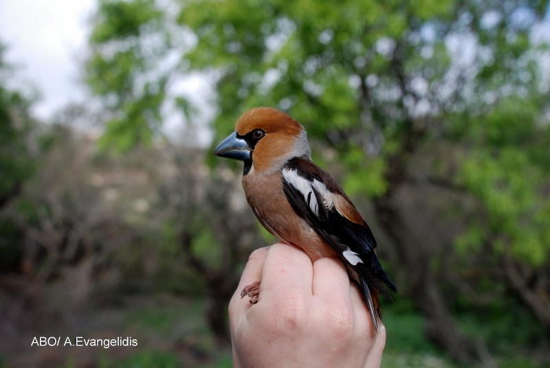 臘嘴雀 - ML204742391