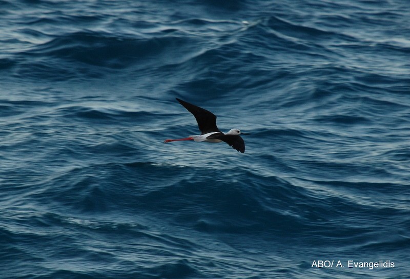 高蹺鴴 - ML204742411