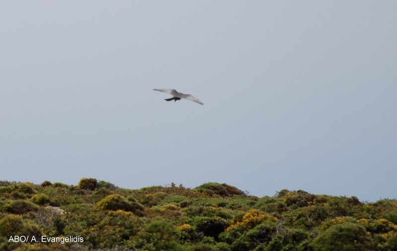Red-footed Falcon - ML204742431