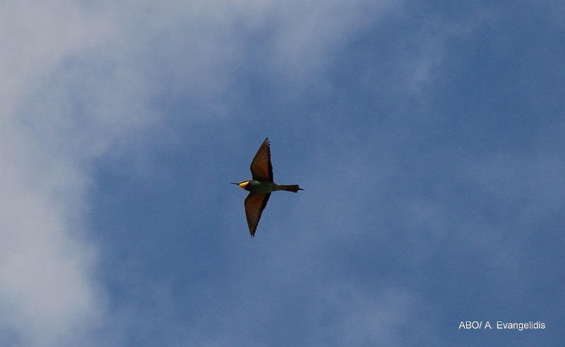 European Bee-eater - ML204742441