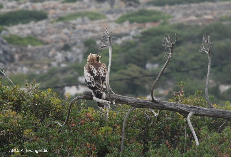 靴隼鵰 - ML204742451