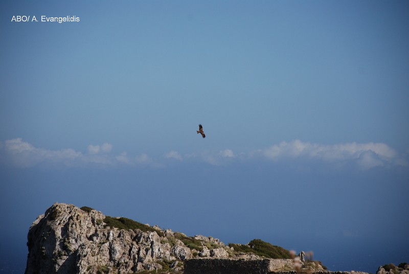 黑鳶 - ML204742461