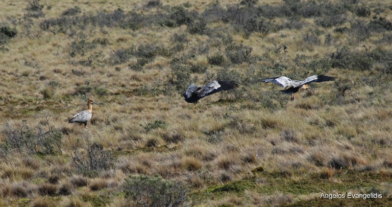 Black-faced Ibis - ML204742491