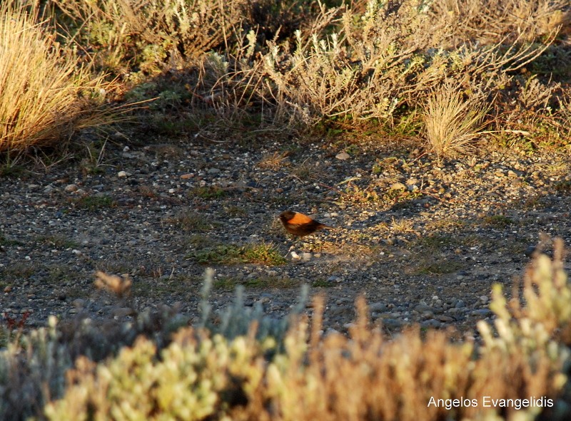 Austral Negrito - ML204742511