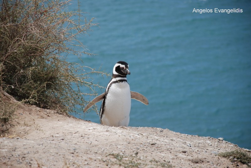 Magellanic Penguin - ML204742551