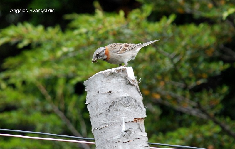 Rufous-collared Sparrow - Angelos Evangelidis