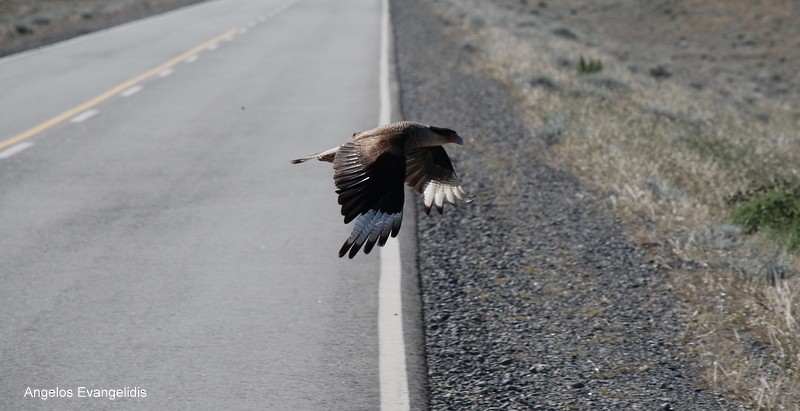 Crested Caracara (Southern) - ML204742581