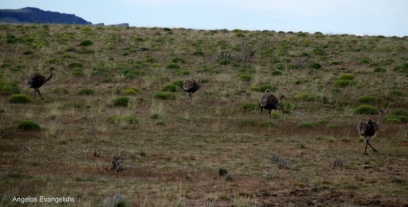 Lesser Rhea (Darwin's) - Angelos Evangelidis