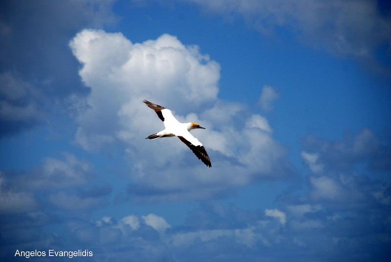 Australasian Gannet - ML204742611