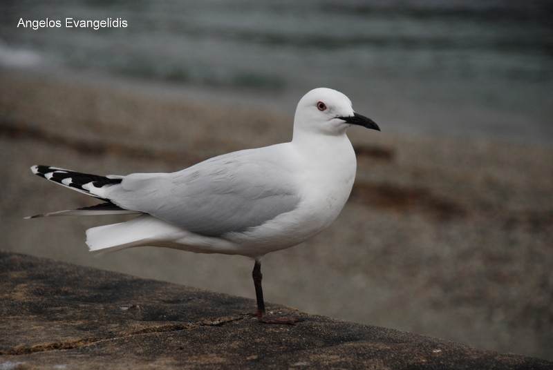 Black-billed Gull - ML204742631