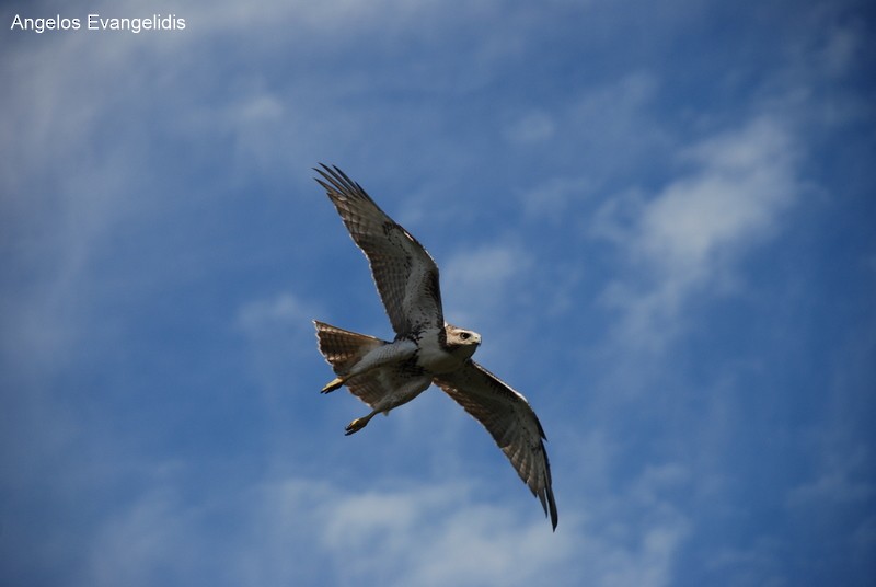 Red-tailed Hawk - ML204742651