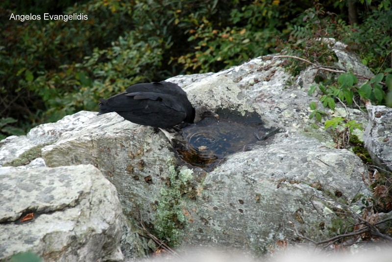 Black Vulture - ML204742661