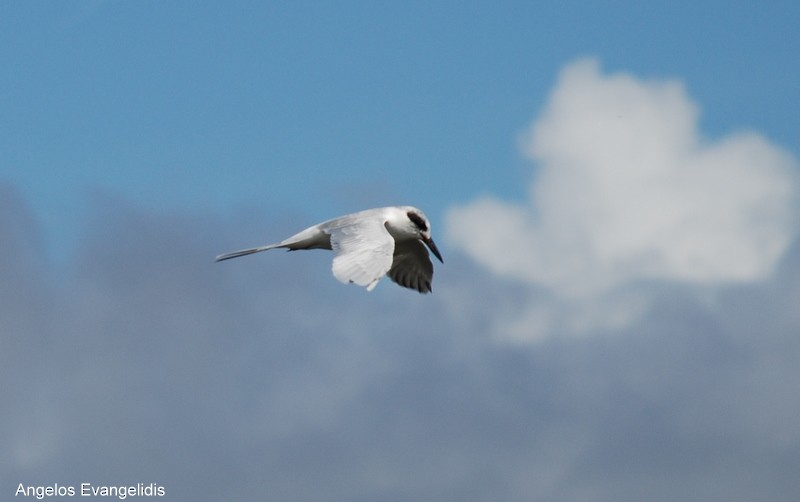 Forster's Tern - ML204742681