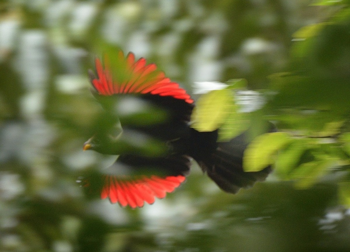 Bannerman's Turaco - ML204742741