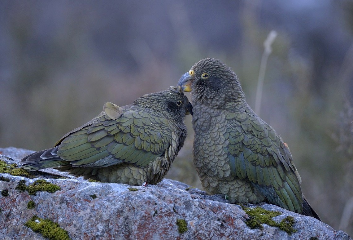 Kea - ML204742781