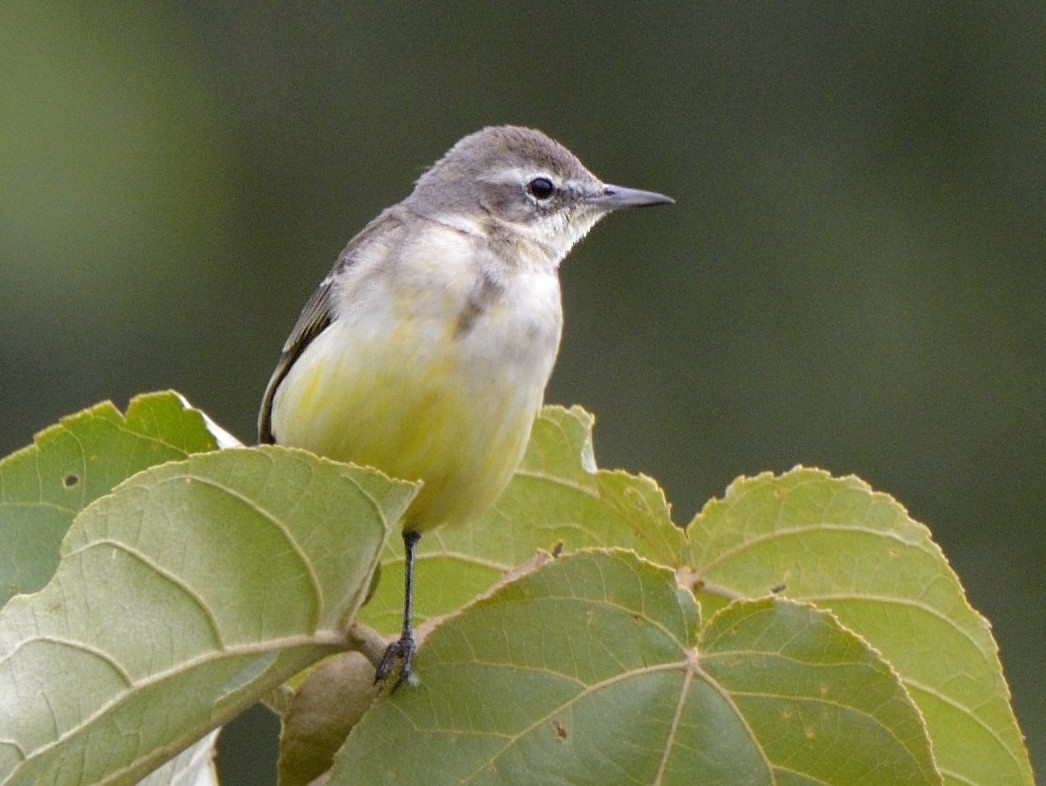 Western Yellow Wagtail - ML204742811