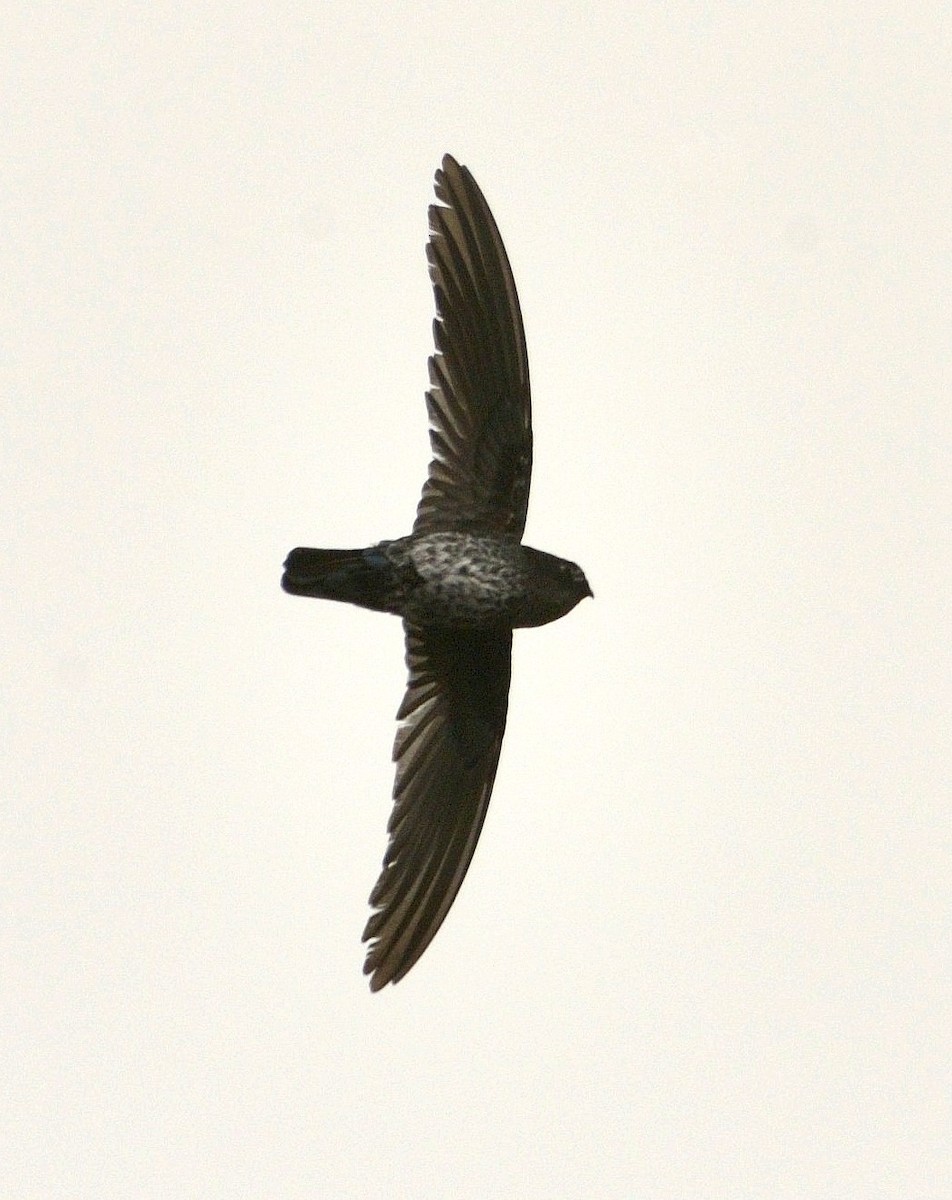 Plume-toed Swiftlet - Tomáš Grim