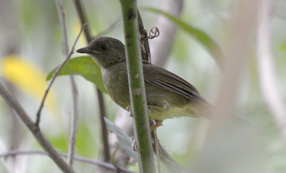 Little Greenbul - ML204743301