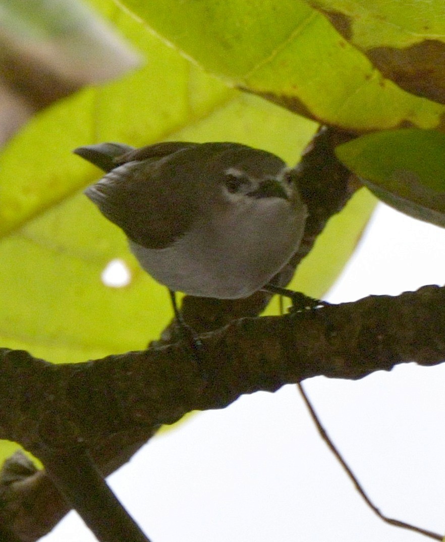 Mouse-brown Sunbird - ML204743321