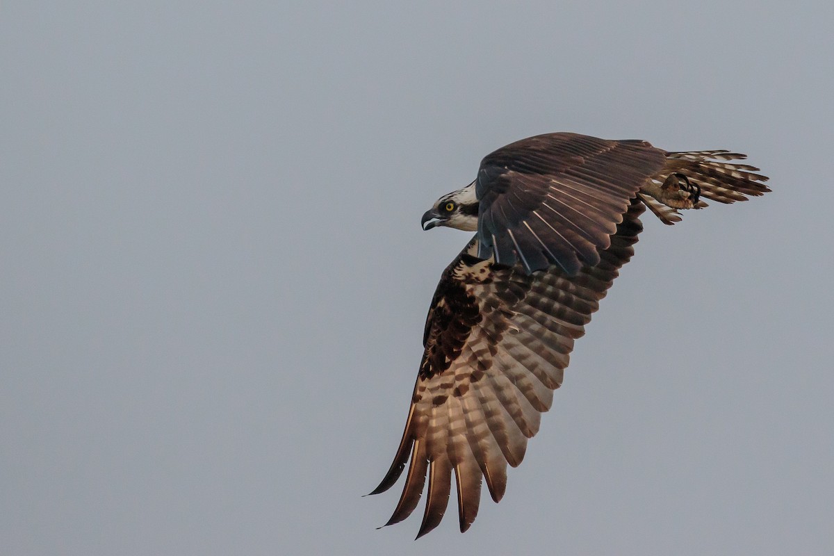 Osprey (carolinensis) - Martin  Flack