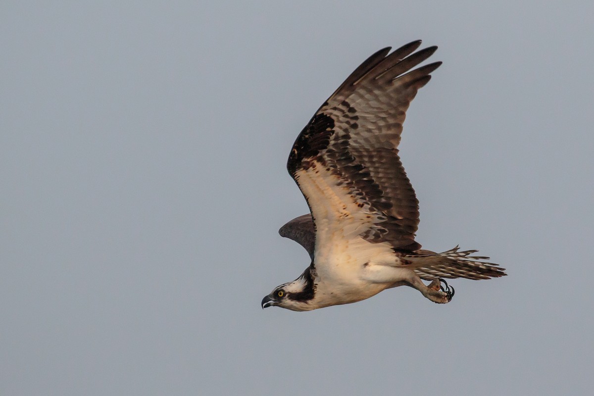 Osprey (carolinensis) - ML204743381