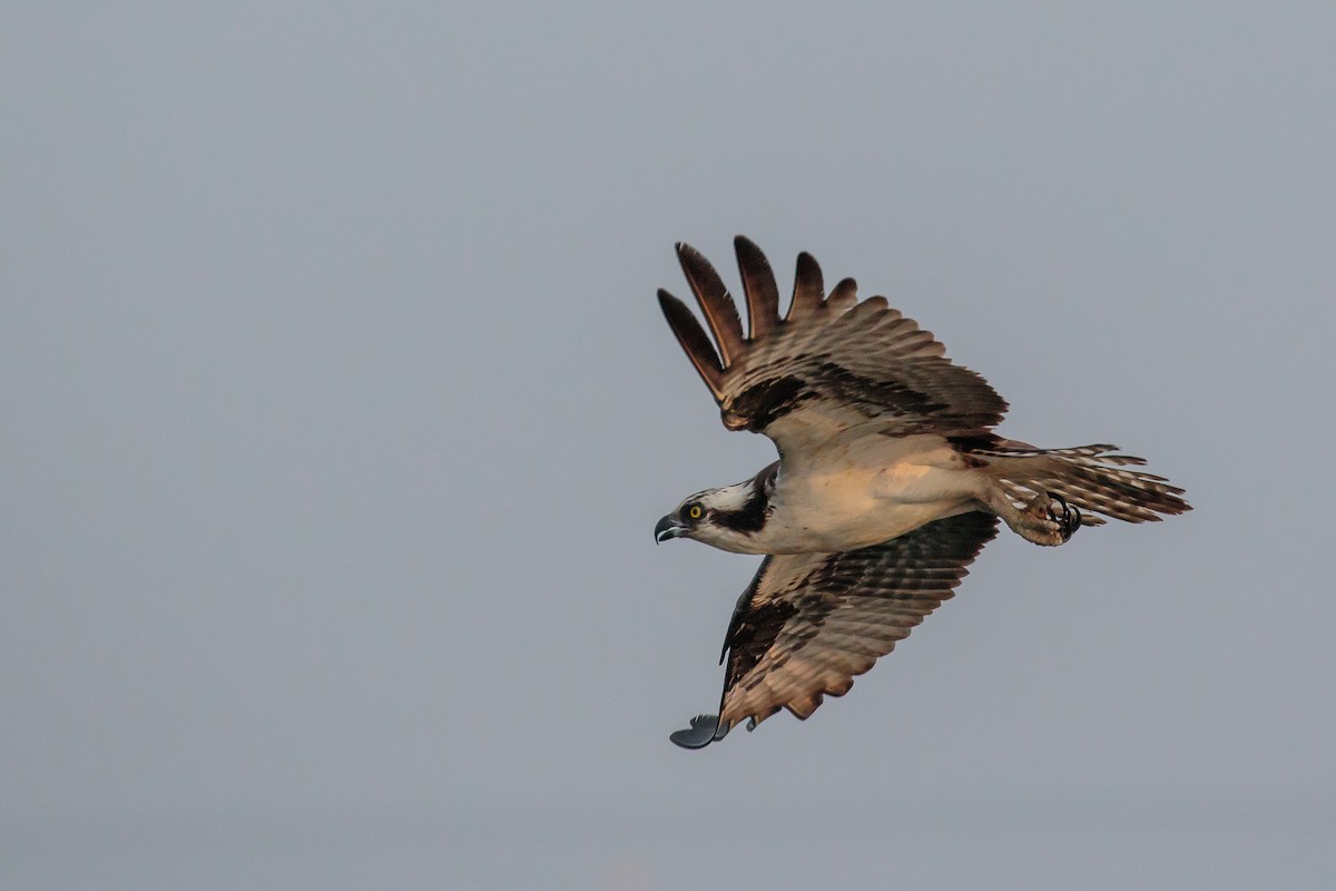 Osprey (carolinensis) - ML204743391