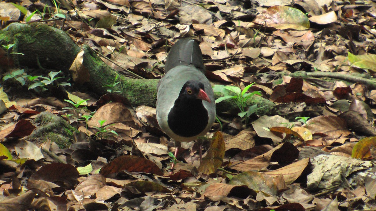 Coral-billed Ground-Cuckoo - ML204743481