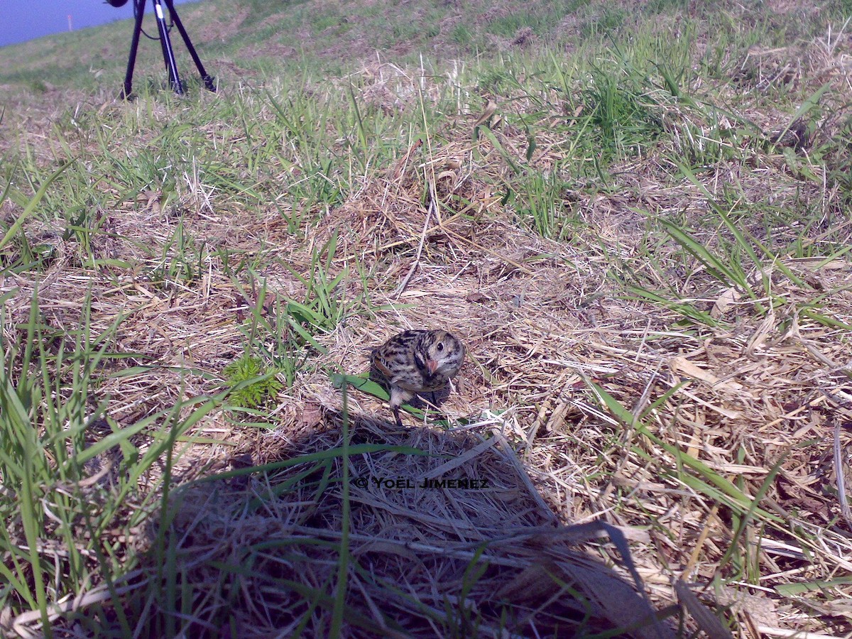 Lapland Longspur - ML204743521