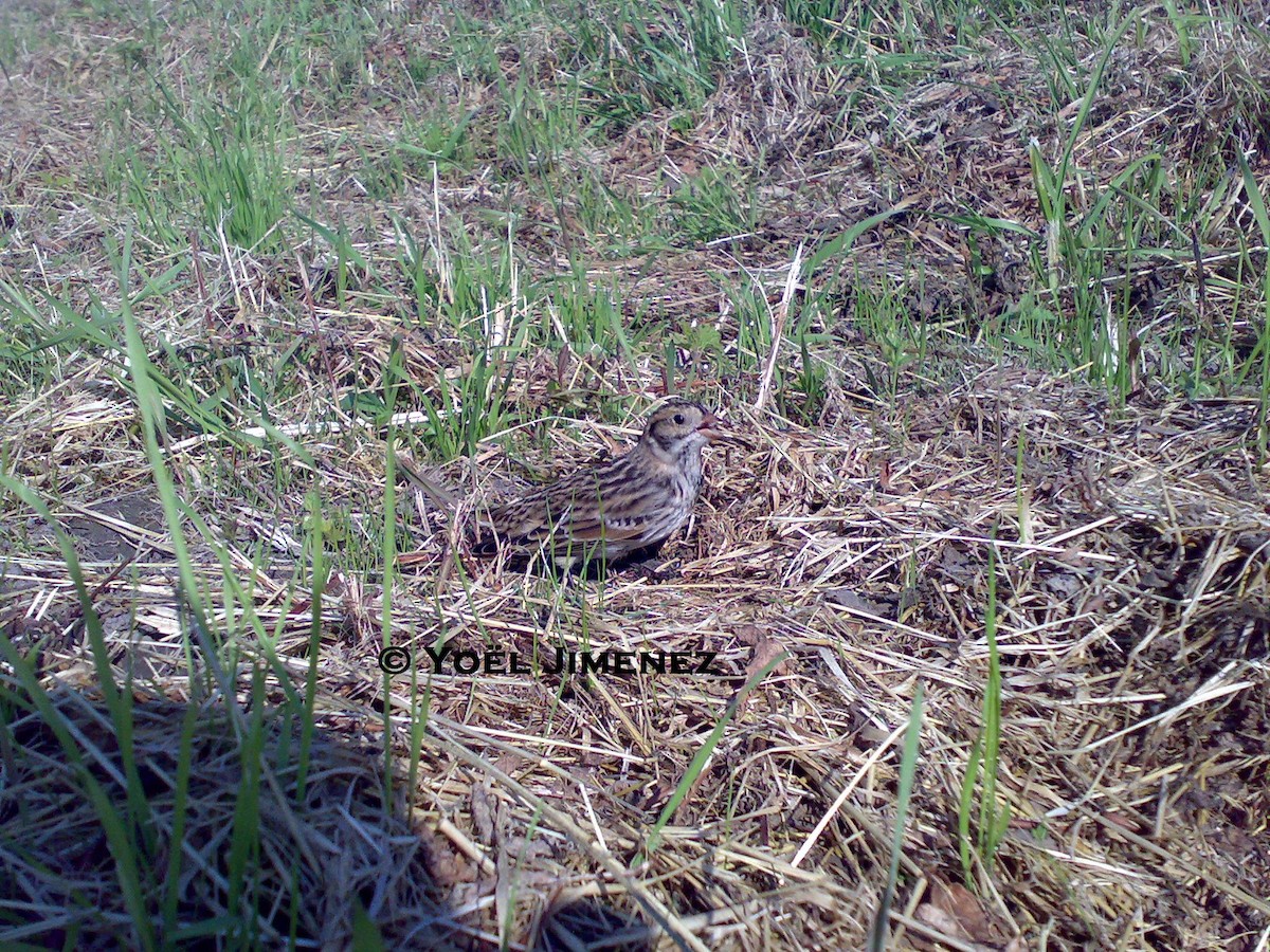 Lapland Longspur - ML204743531