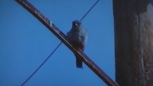 Red-footed Falcon - ML204743681