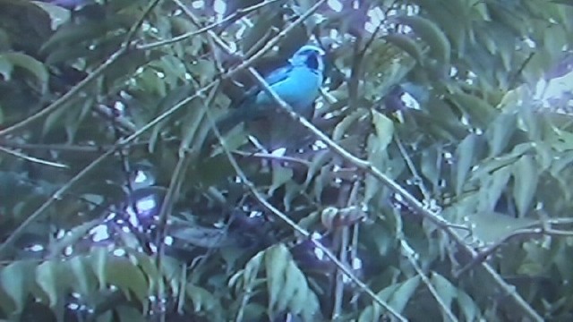 Black-legged Dacnis - ML204743711