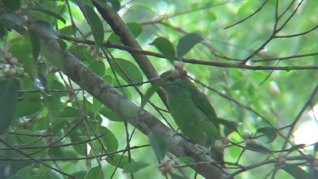 Moustached Barbet - ML204743761