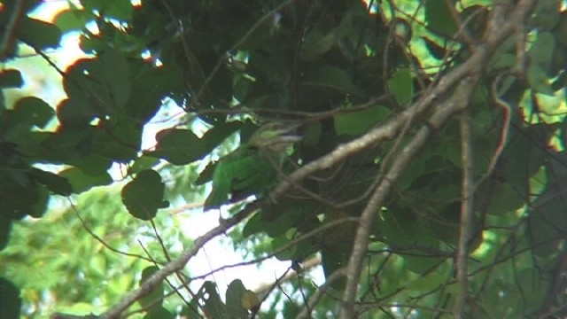 Green-eared Barbet - ML204743771